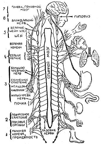 Схема вегетативной нервной системы